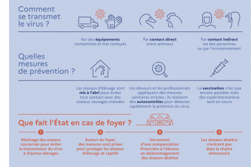 Influenza aviaire - Gestion des cas de mortalité groupée d'oiseaux migrateurs
